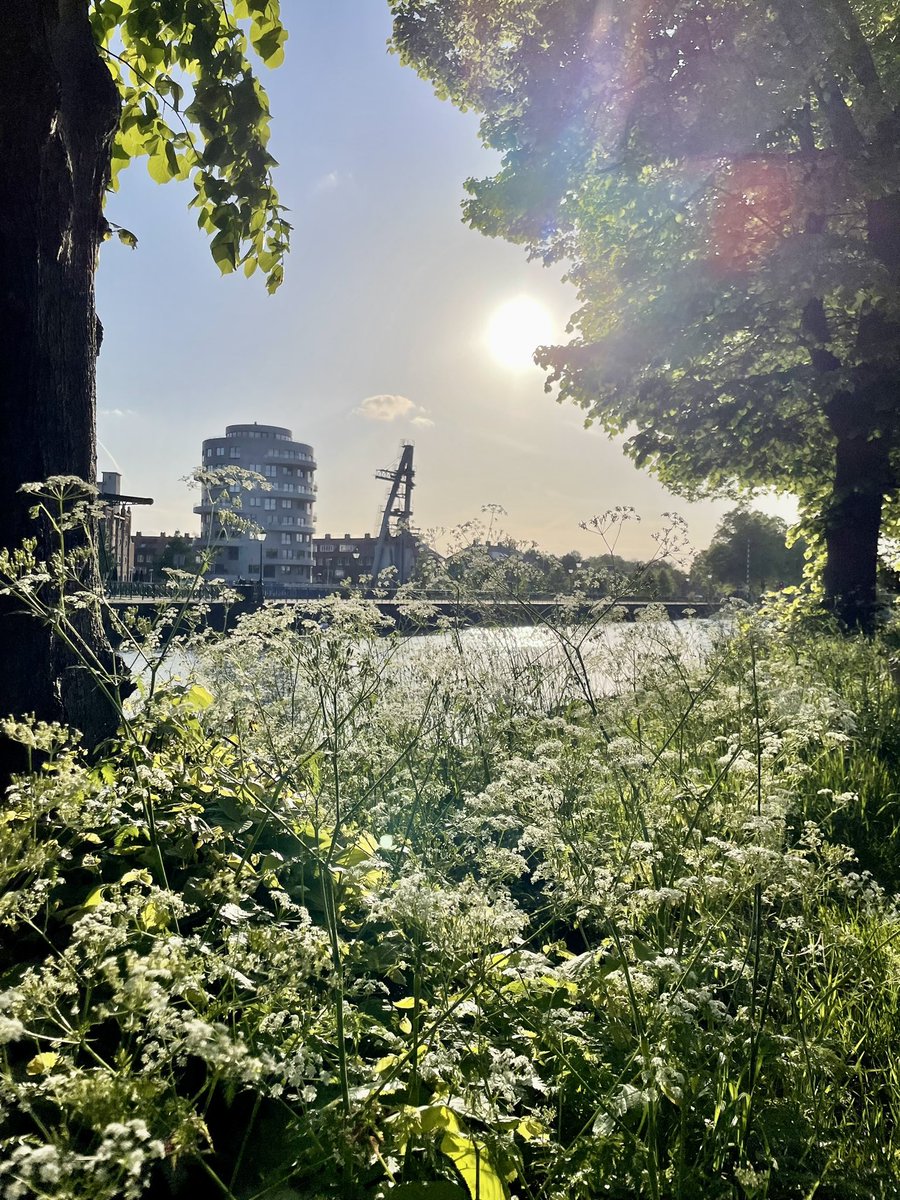 saskiahamminga's tweet photo. Avondwandelingetje ☀️ #utrecht https://t.co/hSmmFGXANZ