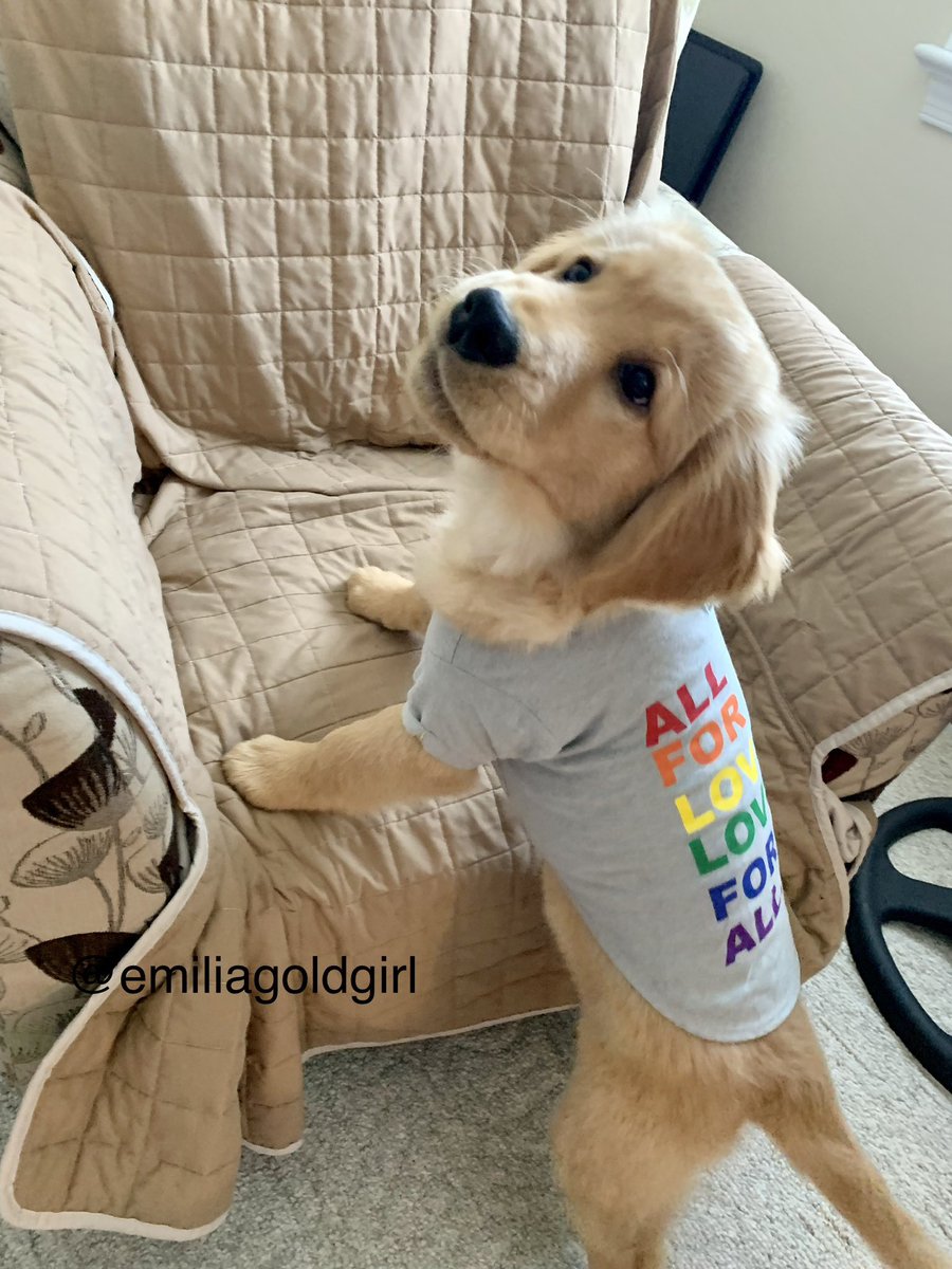It's International Day Against Homophobia, Biphobia, Intersex Discrimination, and Transphobia. Today and every day, we should see the world like a Golden Retriever does—with love and acceptance. #IDAHOBIT2023