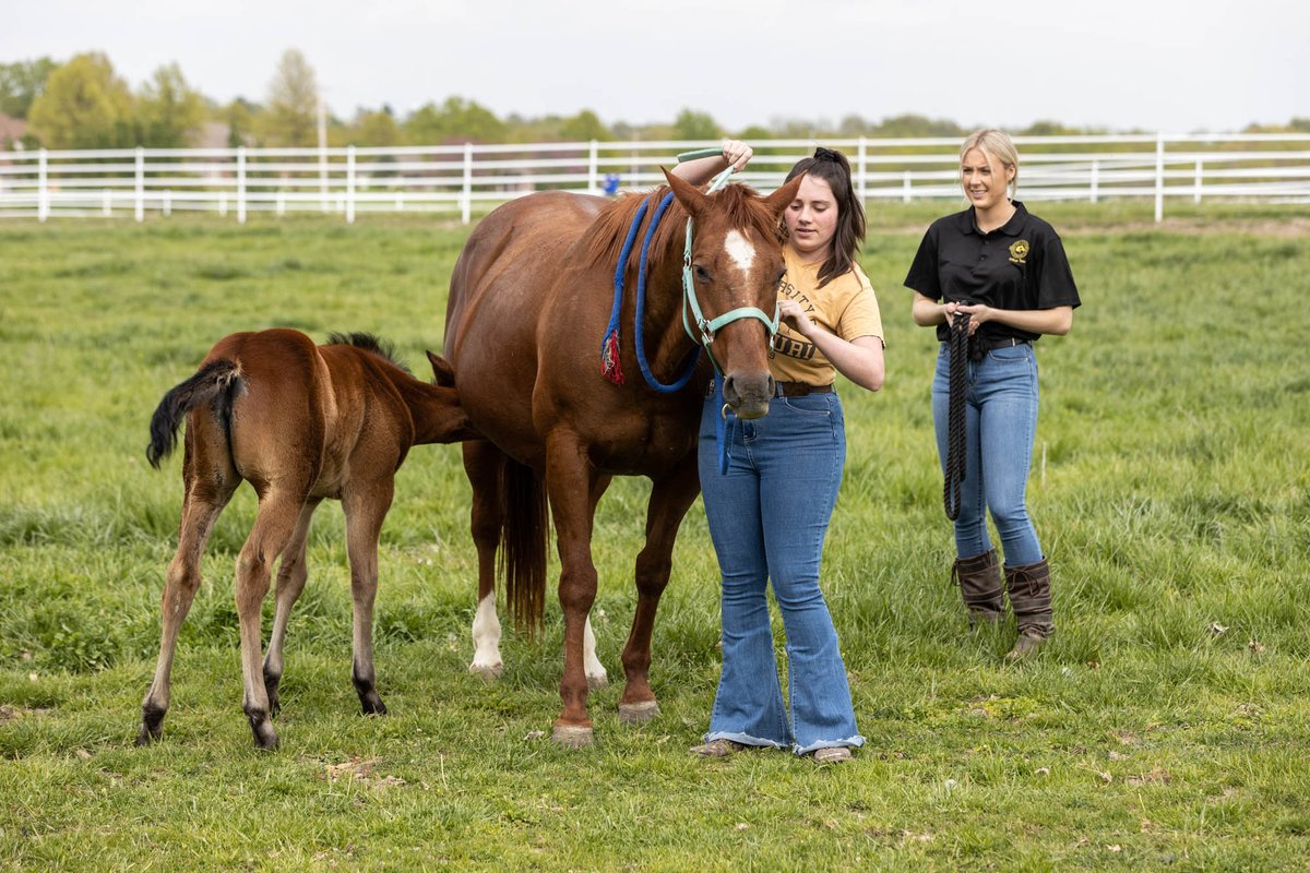 Mizzou's tweet photo. #Mizzou's Equine Teaching Facility comes alive during foaling season, providing @cafnr students with an immersive learning experience!

From understanding breeding techniques to handling foals, they're doing more than just horsing around. Read: https://t.co/hVHZg7uvfX https://t.co/3FbS1WLcko