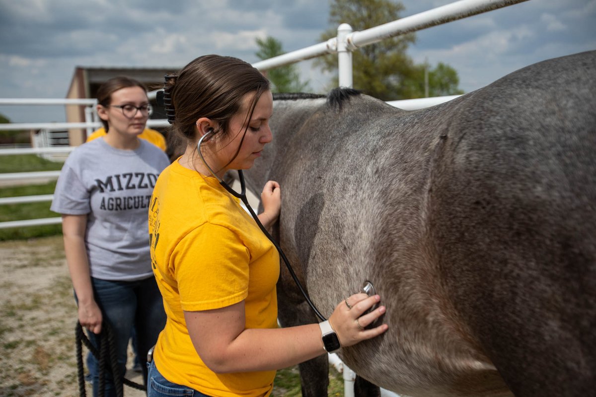 Mizzou's tweet photo. #Mizzou's Equine Teaching Facility comes alive during foaling season, providing @cafnr students with an immersive learning experience!

From understanding breeding techniques to handling foals, they're doing more than just horsing around. Read: https://t.co/hVHZg7uvfX https://t.co/3FbS1WLcko