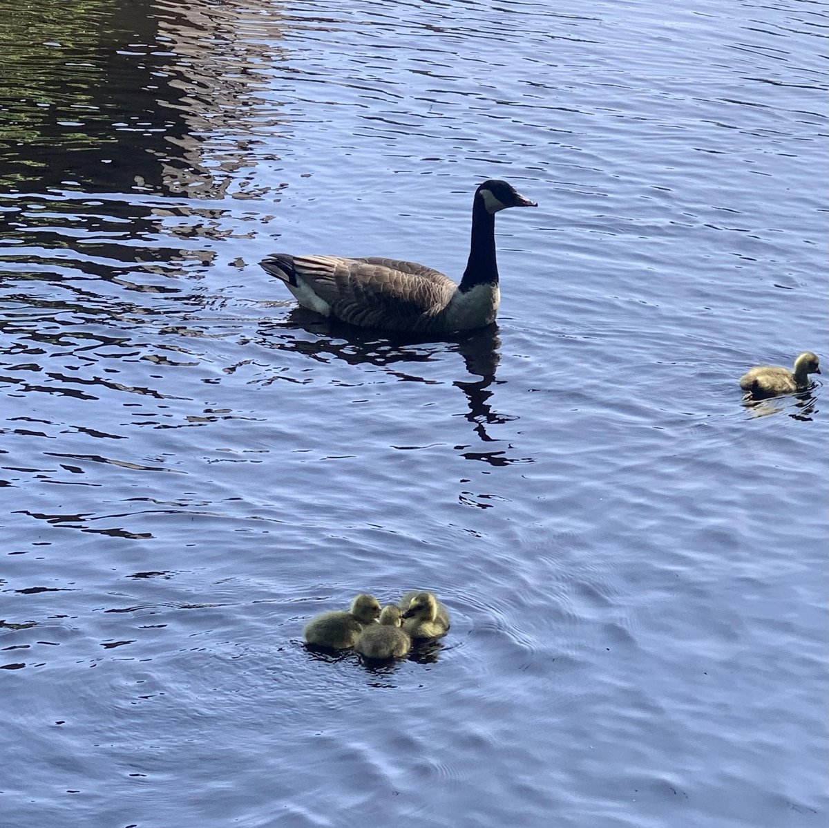 aspirelanguages's tweet photo. Le mot de mercredi, c'est 'un oison'  💛🐣
L’oie est restée très près de ses oisons. Ils étaient tellement mignons.    💛🐣

Wednesday's word is 'a gosling'   💛🐣
The goose stayed very close to her goslings. They were so cute   💛🐣 https://t.co/R60T2svde2