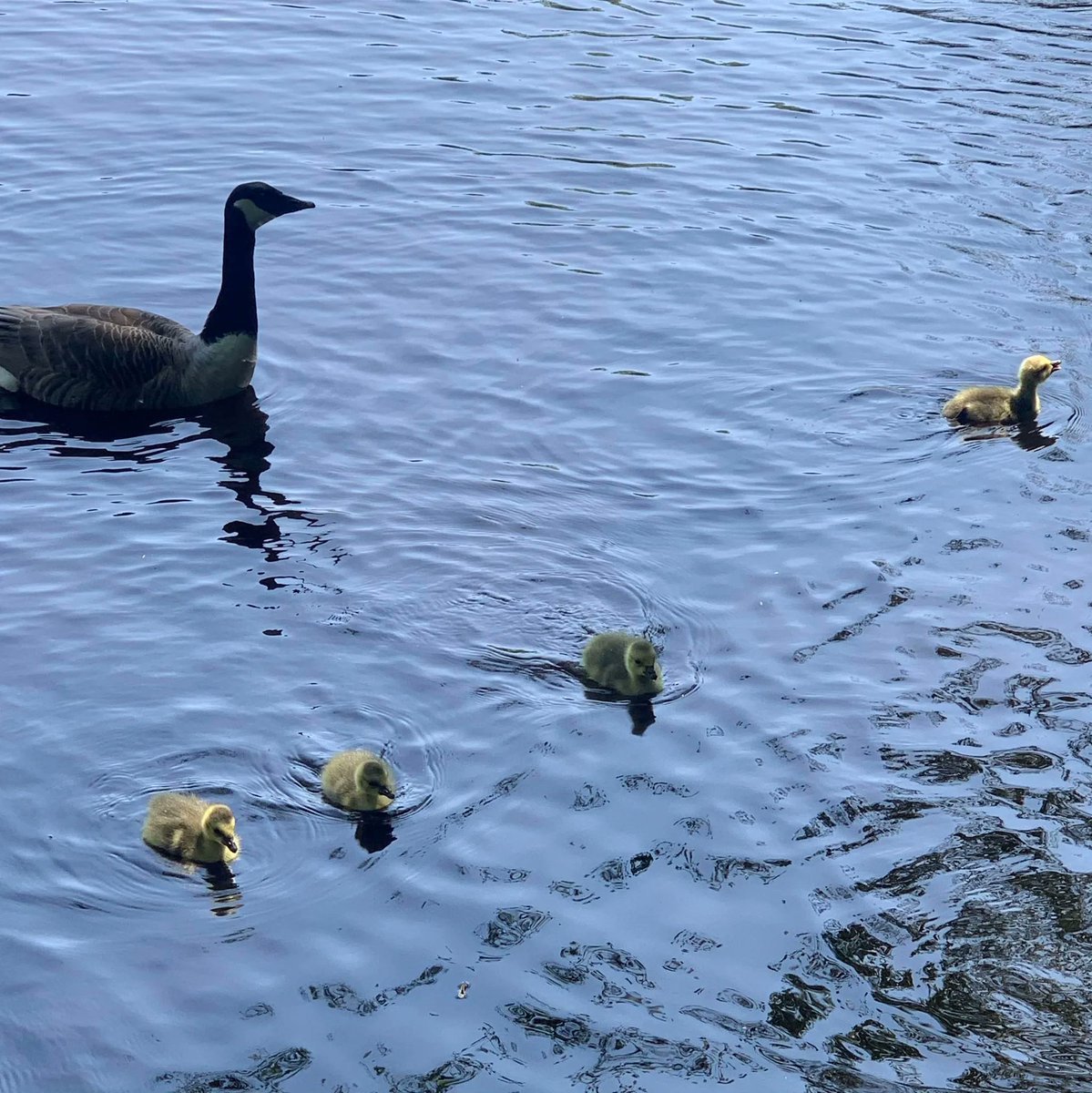 aspirelanguages's tweet photo. Le mot de mercredi, c'est 'un oison'  💛🐣
L’oie est restée très près de ses oisons. Ils étaient tellement mignons.    💛🐣

Wednesday's word is 'a gosling'   💛🐣
The goose stayed very close to her goslings. They were so cute   💛🐣 https://t.co/R60T2svde2