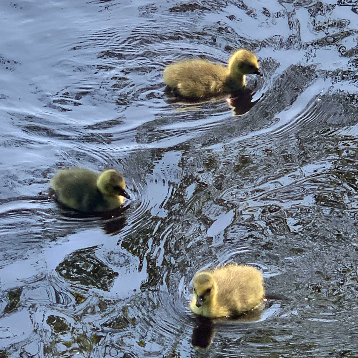 aspirelanguages's tweet photo. Le mot de mercredi, c'est 'un oison'  💛🐣
L’oie est restée très près de ses oisons. Ils étaient tellement mignons.    💛🐣

Wednesday's word is 'a gosling'   💛🐣
The goose stayed very close to her goslings. They were so cute   💛🐣 https://t.co/R60T2svde2