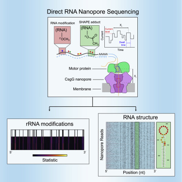Cell Genomics (@cellgenomics) on Twitter photo Direct detection of #RNAmodifications and structure using #single-molecule #nanopore sequencing <a href="/with_stephenson/">William Stephenson</a>
<a href="/CellGenomics/">Cell Genomics</a> trending paper
hubs.li/Q01PvMSb0 Direct detection of #RNAmodifications and structure using #single-molecule #nanopore sequencing <a href="/with_stephenson/">William Stephenson</a>
<a href="/CellGenomics/">Cell Genomics</a> trending paper
hubs.li/Q01PvMSb0
