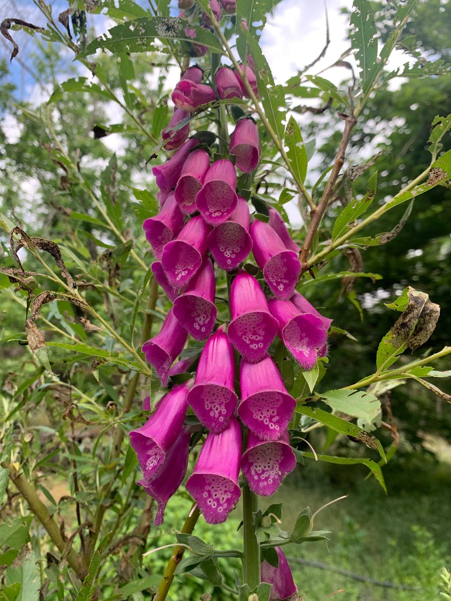 La didalera (Digitalis purpurea) és una planta de flors precioses però tòxica.
Allunya-la de gats, gossos, nenes i nens. Causa mareig, somnolència, vòmits,diarrees, reqüència cardíaca baixa, arítmia, convulsions...

40 plantes tòxiques per a gossos i gats: biologueando.com/ca/40-plantes-…