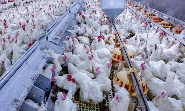 lematinpointma's tweet photo. ⚡Le prix du poulet a enfin commencé à baisse après avoir frôlé la barre des 30 DH. Le kilo coûte aujourd'hui entre 22 et 24 DH .
#BaisseDesPrix #Poulet #FISAM #viande https://t.co/SnKTSjafEo https://t.co/wXaFxViegt