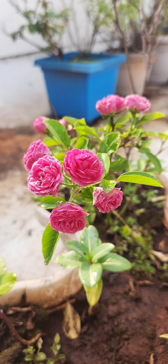 teatattler's tweet photo. Drop something from your garden :)💚🌷
#ButtonRose https://t.co/WDIk1iUPzv