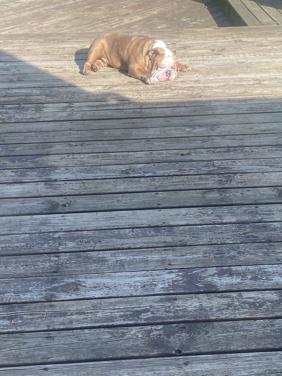 Enjoying the Michigan sunshine! #dogsftwitter #englishbulldog