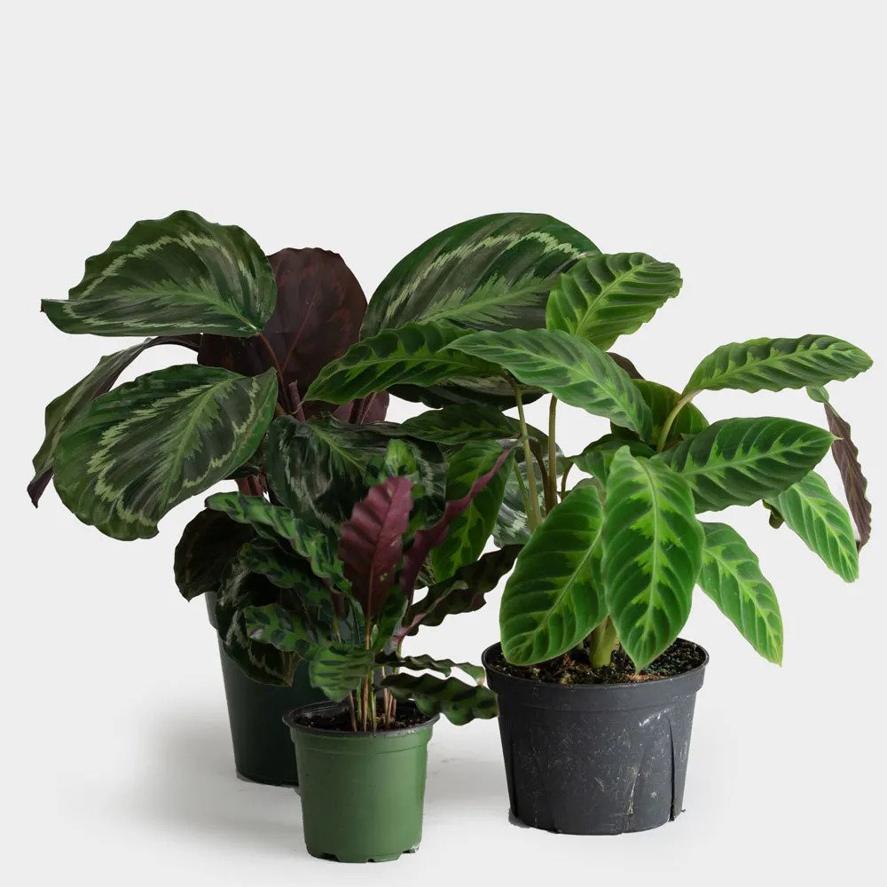 TO NEW BEGINNINGS
#Calathea✨