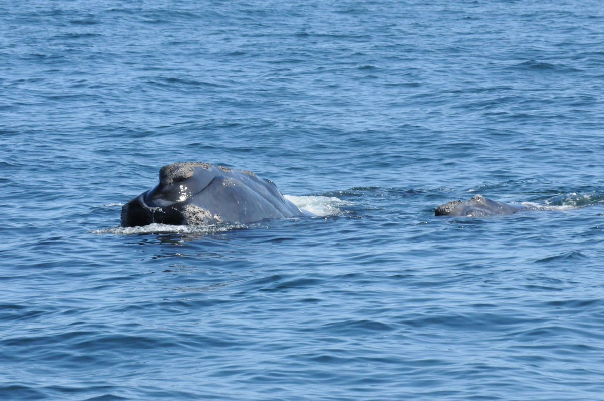 Last month, the North Atlantic right whale #CalvingSeason ended with a total of 11 mother-calf pairs.

Learn more about the mother-calf pairs documented this season: bit.ly/3VFLqOY

📸:NEAq/ @WHOI, under NOAA permit #21371

#NorthAtlanticRightWhales #CriticallyEndangered