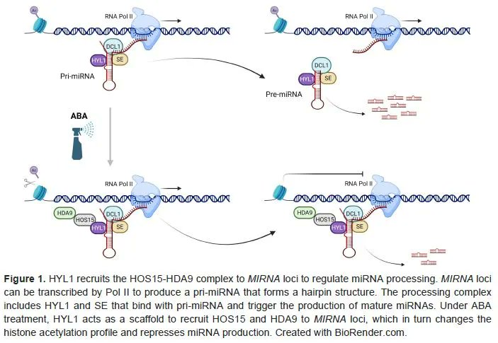 ThePlantCell's tweet photo. IN BRIEF:  Abscisic acid-regulated microRNA biogenesis through HYPONASTIC LEAVES1 (Peng Liu) https://t.co/07YNsM9xwu @ASPB #PlantSci https://t.co/ZbRKJBPC4u