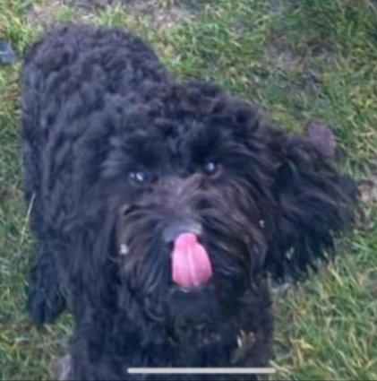 bs2510's tweet photo. BETSY #SpanielHour
Female #Cockerpoo Neutered Adult Black Tagged Microchipped
TattooedUnknown
#Missing 17 May 2023 #Runfold #Farnham Runfold Ridge by The Packhouse Antiques GU10
Bolted at beginning of her walk away from car park towards antique centre
https://t.co/Dd0VhLxuKZ https://t.co/M9xpWcJpkn