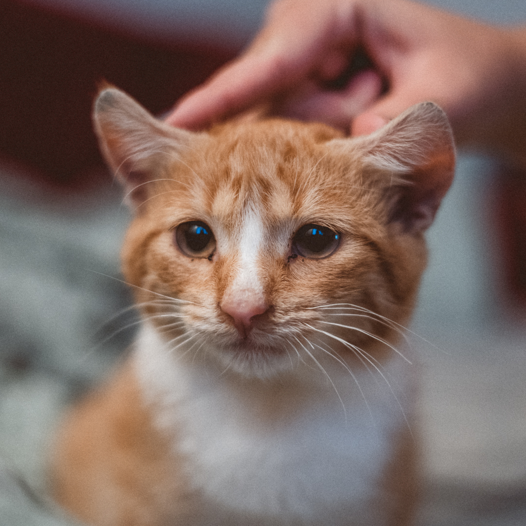 vanlifia's tweet photo. We found this little fellow shivering under a car in a parking lot, dirty, with a big lump on his throat and weird stuff under his eyes and nose. Off to the vet. Meet Tomo.
⁠
#vanlifia #catlove #adoptdontshop #catsagram #kittensofinstagram #rescue #kitten https://t.co/wNt33JRCpb