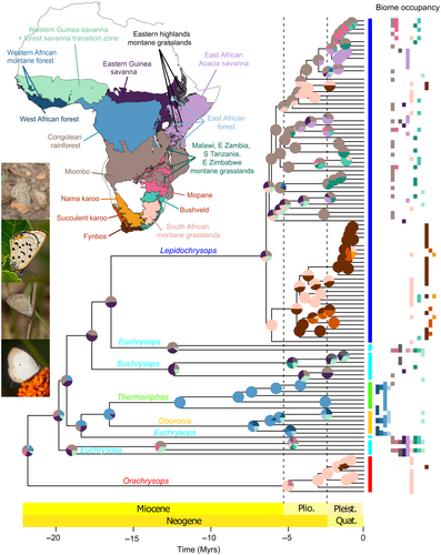 📢New study🦋'Rapid radiation of ant parasitic butterflies during the Miocene aridification of Africa' analysed phylogeography of Lepidochrysops, African butterflies associated with ants. By Marianne Espeland, co-authored by @RobertTropek in @Ecol_Evol onlinelibrary.wiley.com/doi/full/10.10…