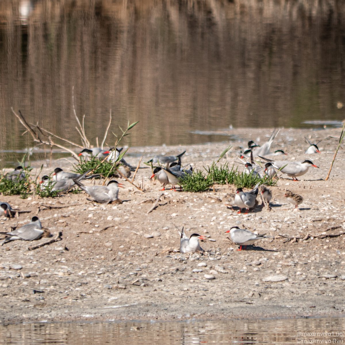 MaximVivo's tweet photo. La vida s'obri pas, els xatracs d'albufera estan cuidant als primers pollets i ja se'ls pot veure amb facilitat. No són les millors fotos, però pense que paga la pena veure els pollets.

#xatraccomu #charrancomun #sternahirundo #birdwatching #birdphotography https://t.co/LM1rqvrk8Q