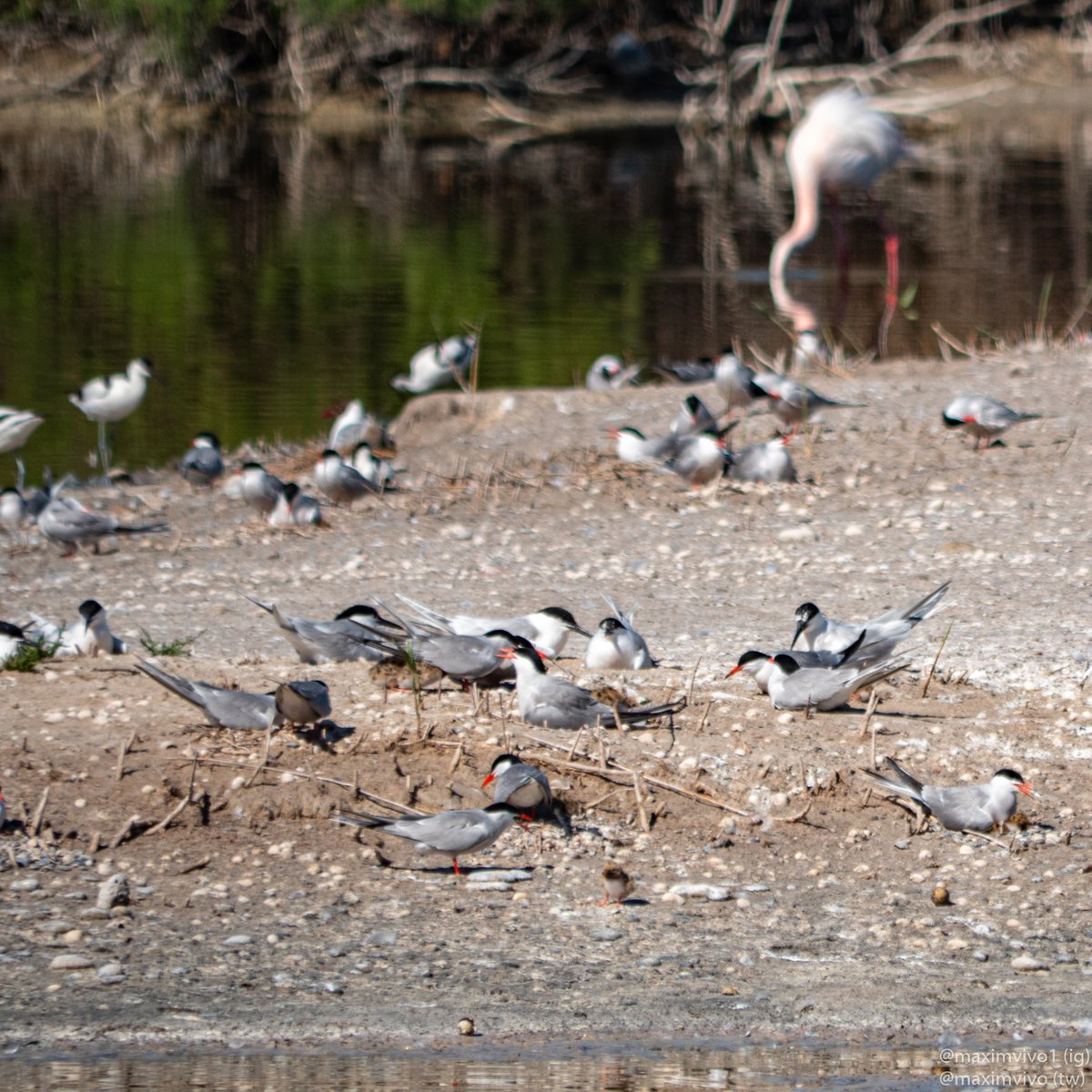MaximVivo's tweet photo. La vida s'obri pas, els xatracs d'albufera estan cuidant als primers pollets i ja se'ls pot veure amb facilitat. No són les millors fotos, però pense que paga la pena veure els pollets.

#xatraccomu #charrancomun #sternahirundo #birdwatching #birdphotography https://t.co/LM1rqvrk8Q