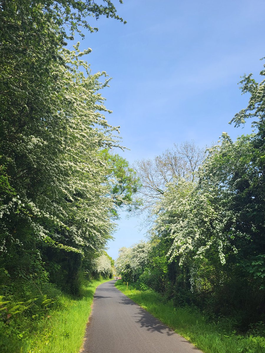 Brigid Walsh 🌻💙🕊💛 tweet media