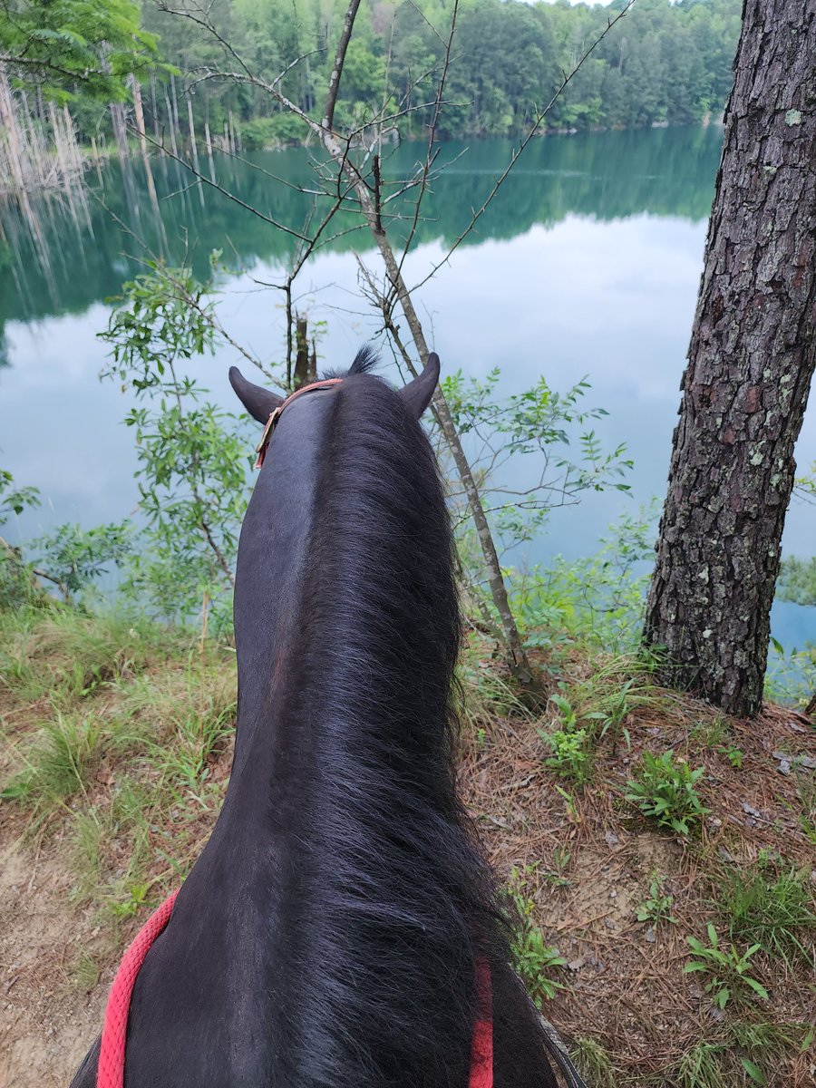 AstrillWolf tweet media