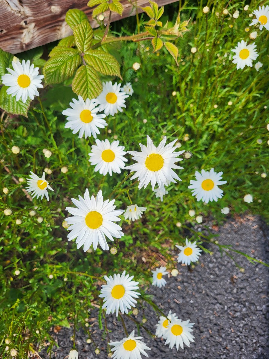 Brigid Walsh 🌻💙🕊💛 tweet media