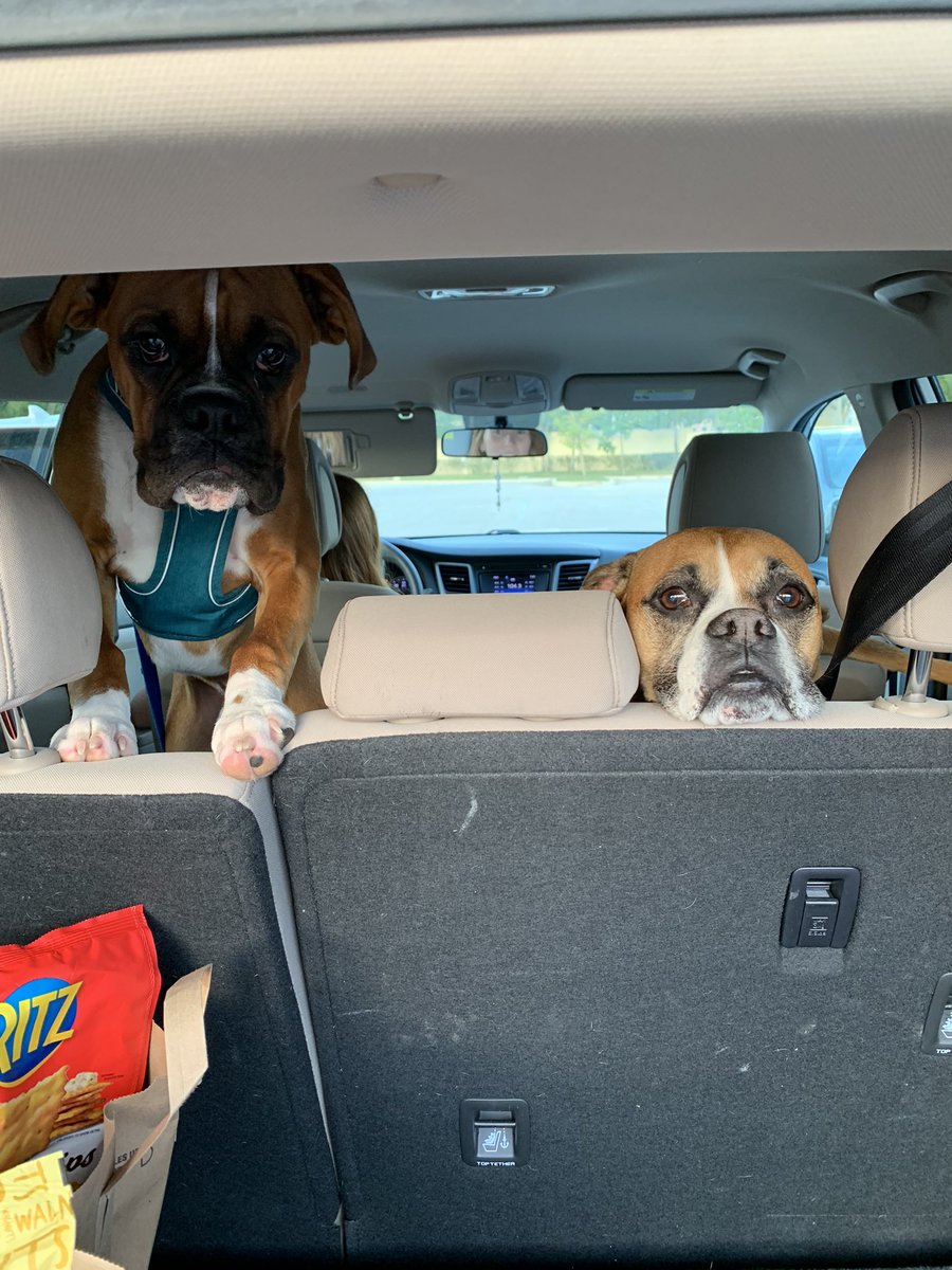 gunglequeen's tweet photo. Backseat buddies https://t.co/Y1GA5seZn6