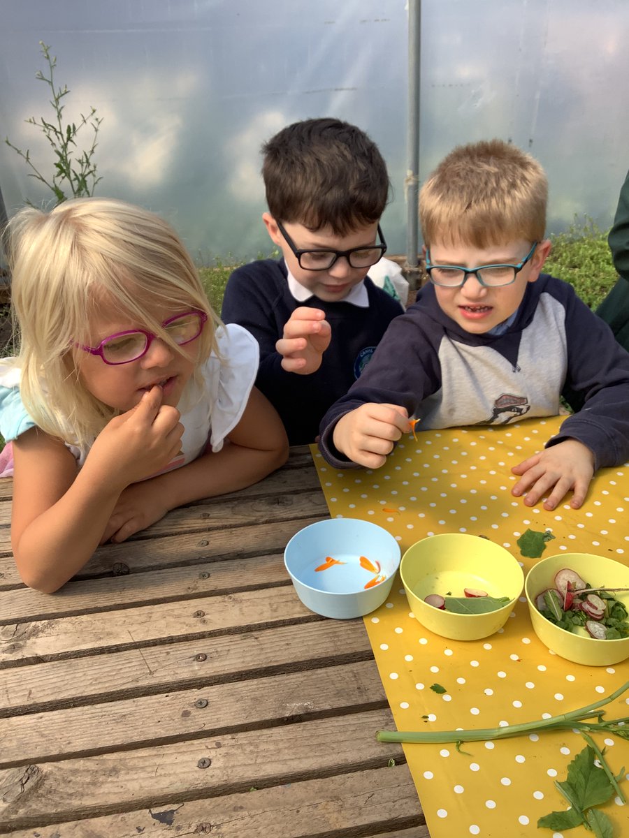 P1atCanalView's tweet photo. This morning we visited the school farm and learnt all about what food we grow at school. We were lucky enough to try some. Ask us what our favourite food was. #CVHealthWeek23 #OnlyAtCanalView @CanalViewPSEdin https://t.co/YyUmOvJzQF