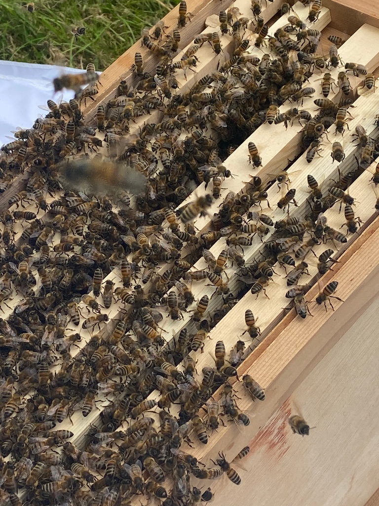Jennings_'s tweet photo. Swarm collecting in action🐝🐝🐝
Thousands of beautiful bees doing just as nature intended and reproducing a new colony 💛🖤💛🖤
#honeybee #savethebees #wildlife #lovewhereyouwork #supportingtenants #beekeeping #businesspark #ruralbusinesspark #monumentpark #southoxfordshire https://t.co/Z4FcEUrG6R