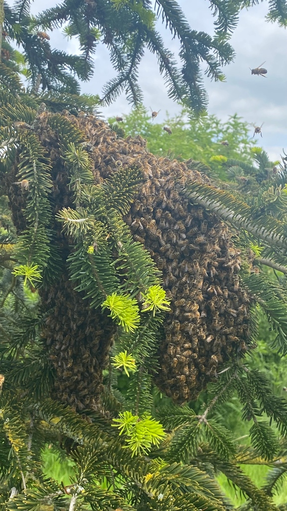 Jennings_'s tweet photo. Swarm collecting in action🐝🐝🐝
Thousands of beautiful bees doing just as nature intended and reproducing a new colony 💛🖤💛🖤
#honeybee #savethebees #wildlife #lovewhereyouwork #supportingtenants #beekeeping #businesspark #ruralbusinesspark #monumentpark #southoxfordshire https://t.co/Z4FcEUrG6R