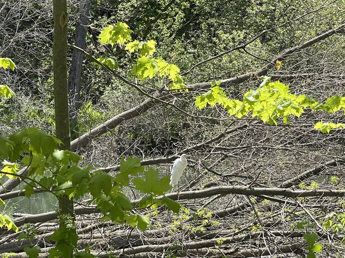 TsarinaAJ's tweet image. Does anyone know what kind of bird this is? #spottedonmywalk