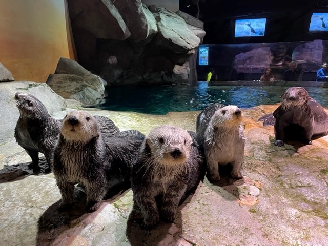 GeorgiaAquarium's tweet photo. We wish all of our family photos turned out this good. All 5 of our cute rescued sea otters. #otterfam https://t.co/mjs1evWXJG