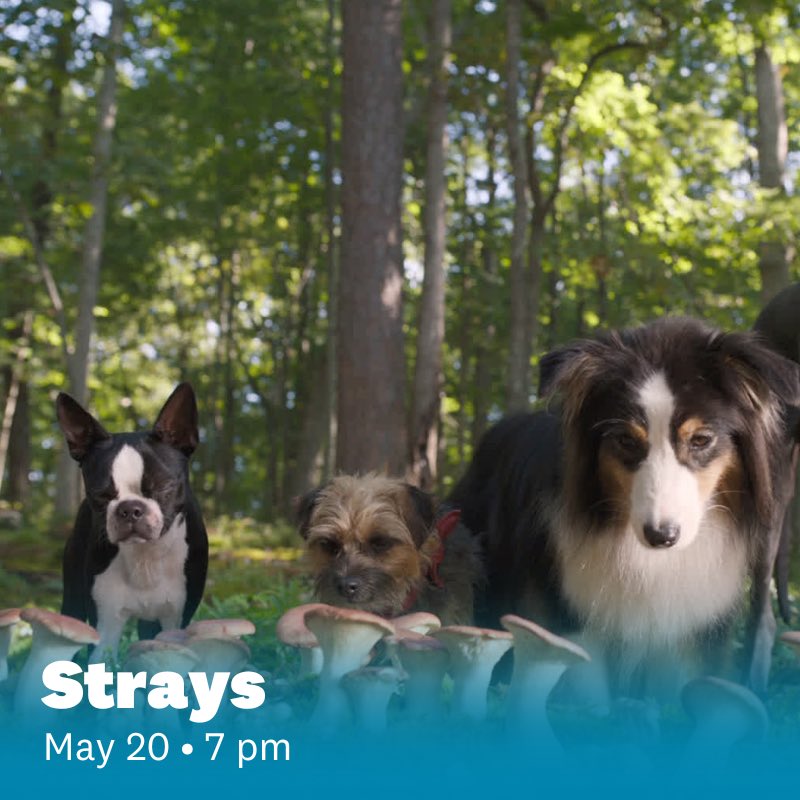 Hopkins Center tweet media