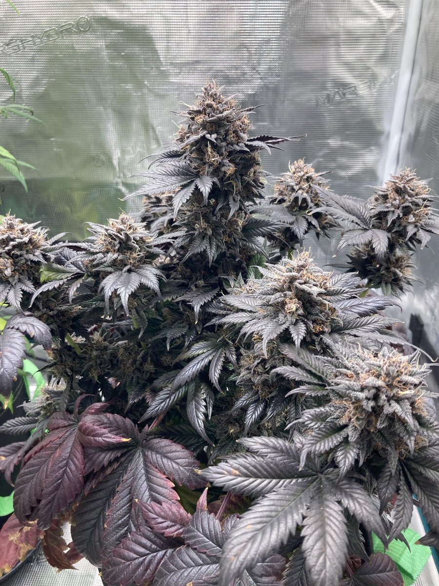 MephistoGenetic's tweet photo. Creme De La Chem purple pheno.

The purple pheno comes out like 10-20% of the time. We used it for the Ravenberry cross which turned out very purple as well.

🌱📸: u/zeosh https://t.co/I62x1YHC3A