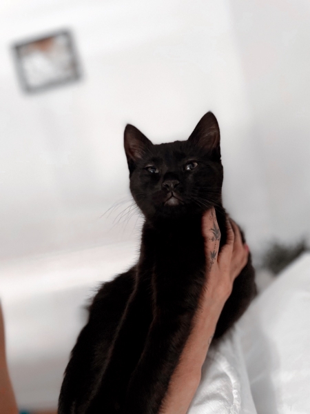 Ragamese/ DSH
petpost.ca/pets/cats-kitt…