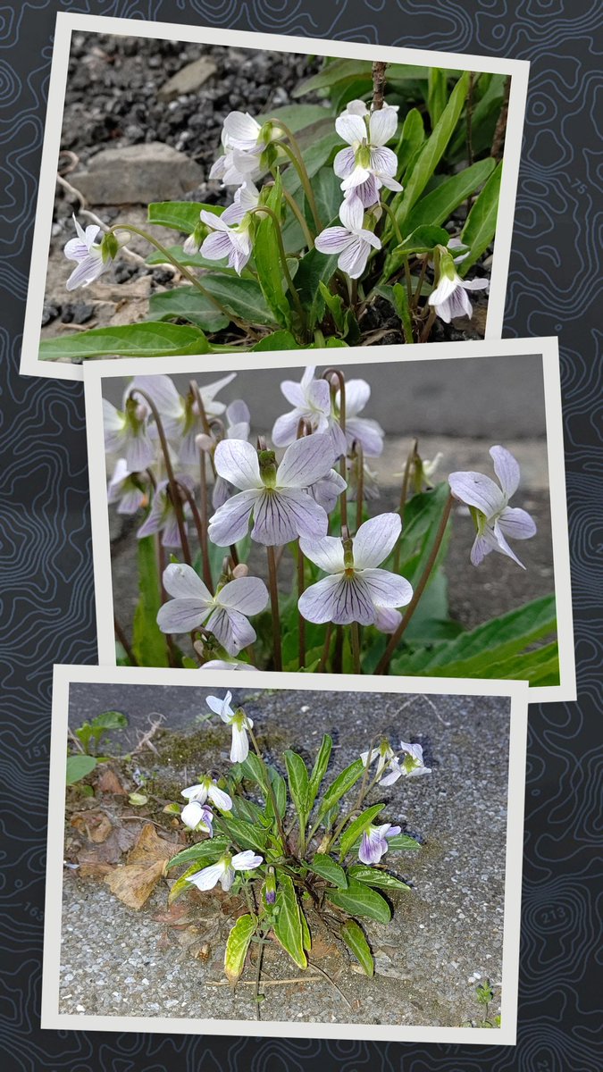 Google先生が作った、アリアケスミレのコラージュ。

#アリアケスミレ (有明菫)
Viola betonicifolia var. albescens