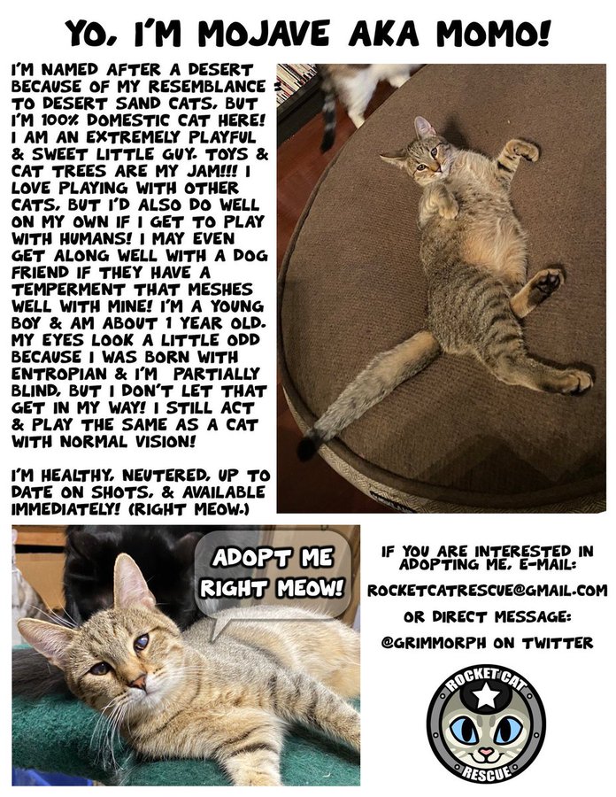 AdoptRescueCats's tweet photo. #SanFrancisco, CA: MOJAVE (CP) is with @RocketCatRescue, waiting for a home since June 2020. Sweet, playful, shy at first, quickly becomes very friendly. He's partially #blind but that doesn't slow him down... https://t.co/XVxTcJycpC
#forgottensoulshour #US #adoptdontshop #cats https://t.co/b0FGZH4KO5