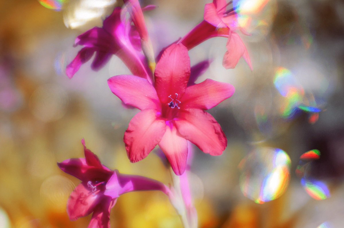 #flower #floralphotography #flowerphotography #artisticfloralphotography #myphotography #myart #myshot #flowers #artisticfloralphotography #lensbaby  #photography #artistic #photographylovers #macroart #macro #macroflower #nikonphotography