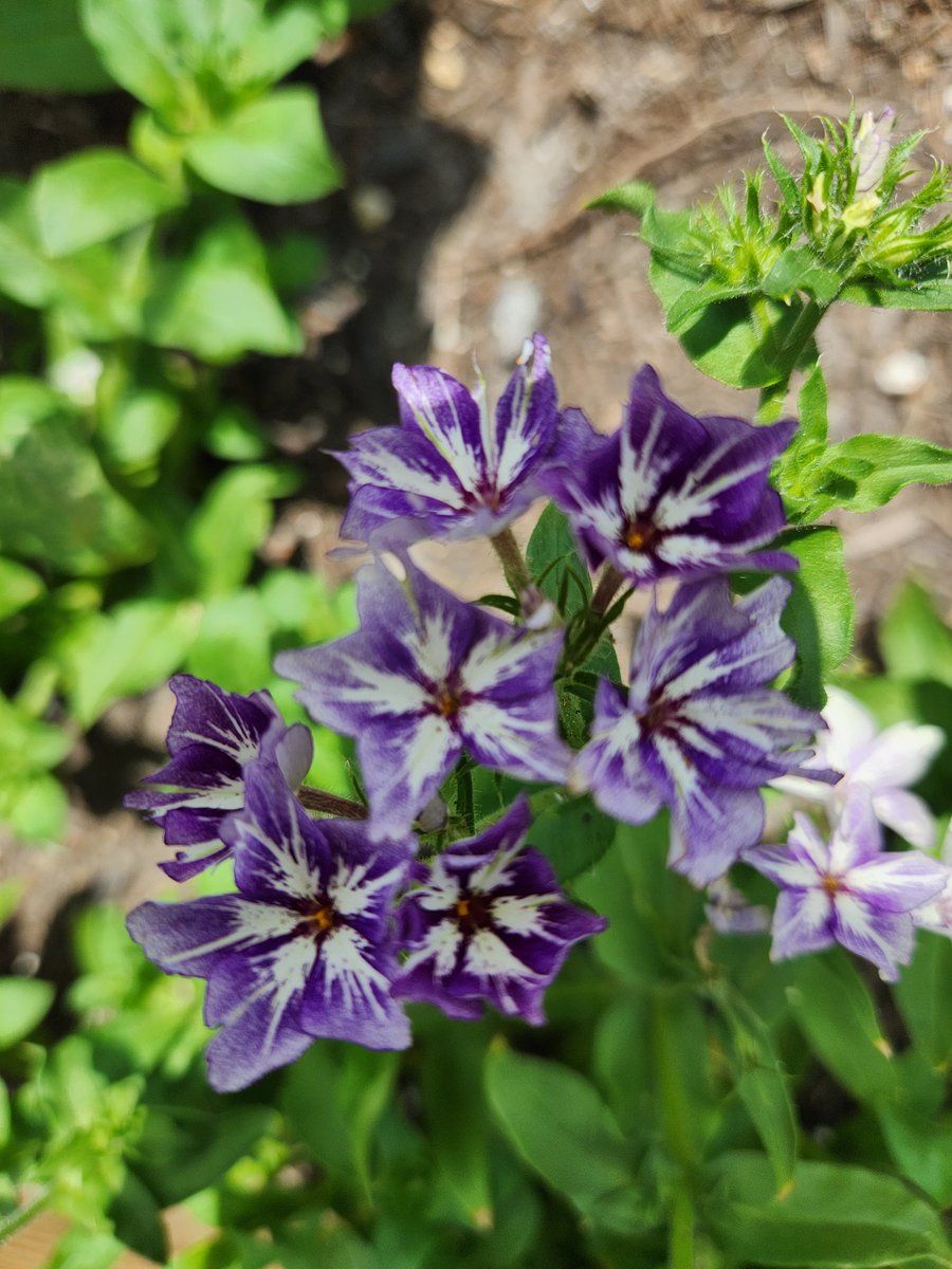 Happy Wednesday from the garden of <a href="/PortersNeck/">Porters Neck Elementary School</a> #nhcsleads