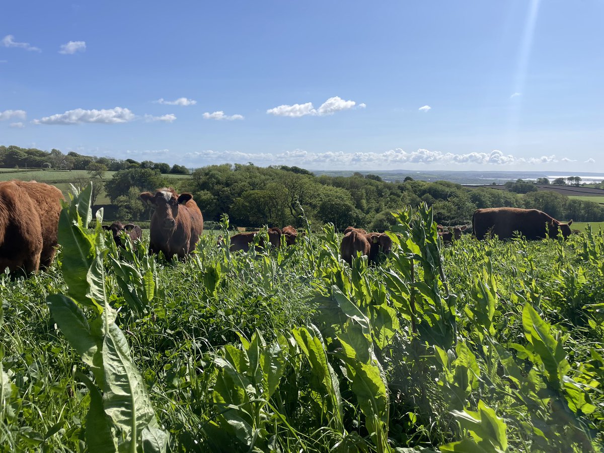 Back to Earth tweet media