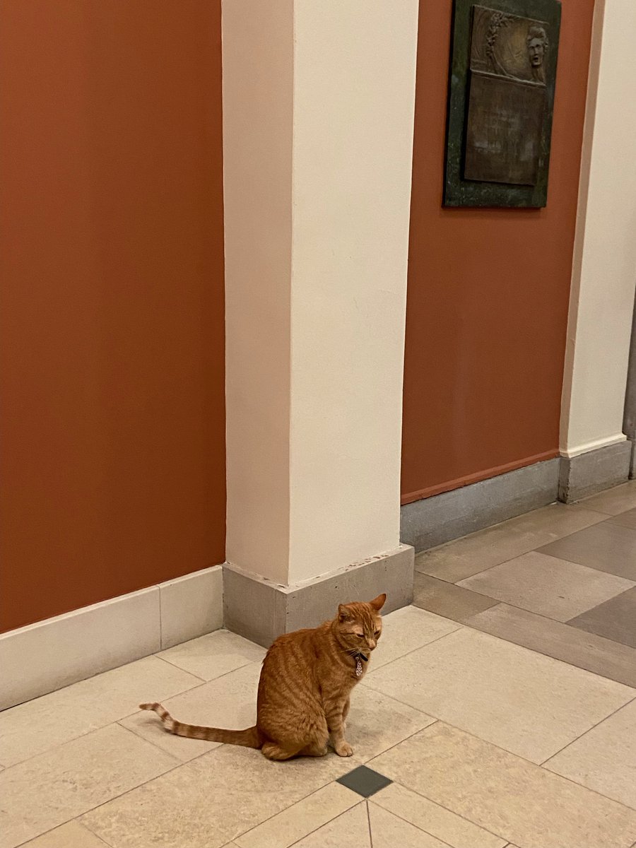 Spotted: <a href="/RealRemyTheCat/">Remy the cat!</a> in Barker Center this morning!