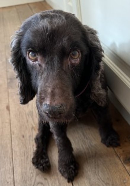 CLEMMIE #aSpanielHour

Female #EnglishSpringerSpaniel Spayed Elderly Short brown hair Tagged Microchipped

#Missing 30 Mar 2023 Mearse Lane Area #BarntGreen #Worcs B45 she has doggie dementia, mostly deaf and blind, a very loved and cared for family pet

doglost.co.uk/dog-blog.php?d…
