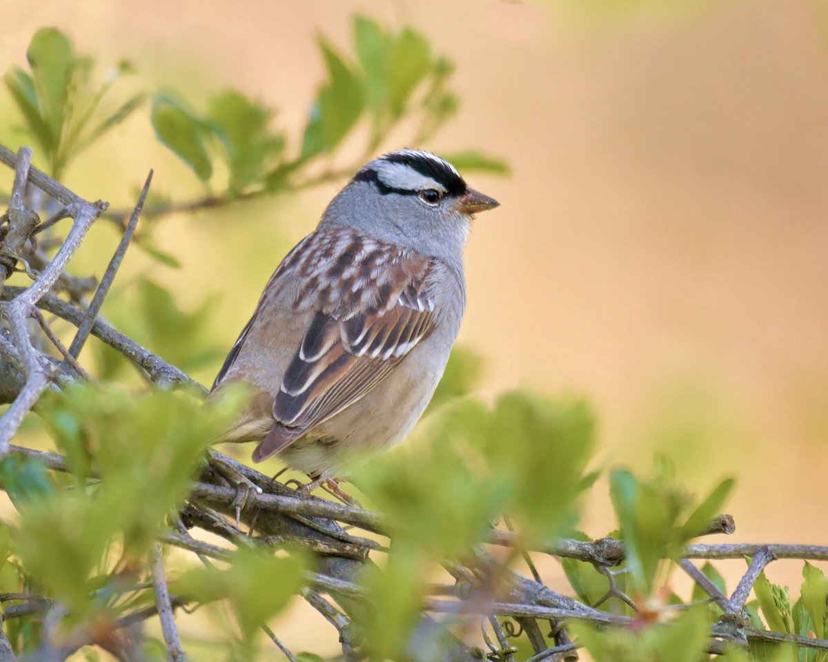 White-crowned sparrow