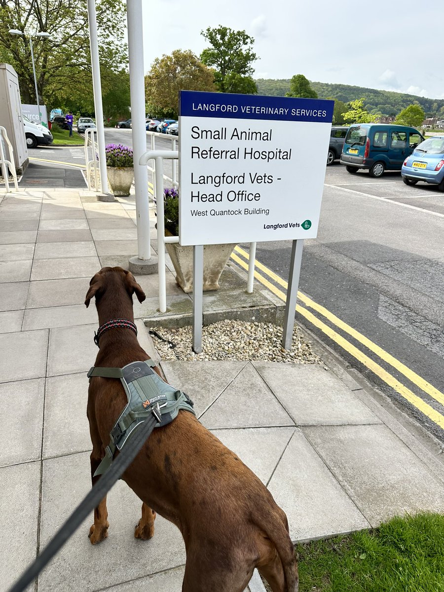 JGHRSolutions's tweet photo. Back at Langfords with this superstar today - his heart is coping well with the help of meds. #GoOdin #Odinmyboy #Dogsarefamily #dobermanns #HRontheroad https://t.co/HuX23nAHlS