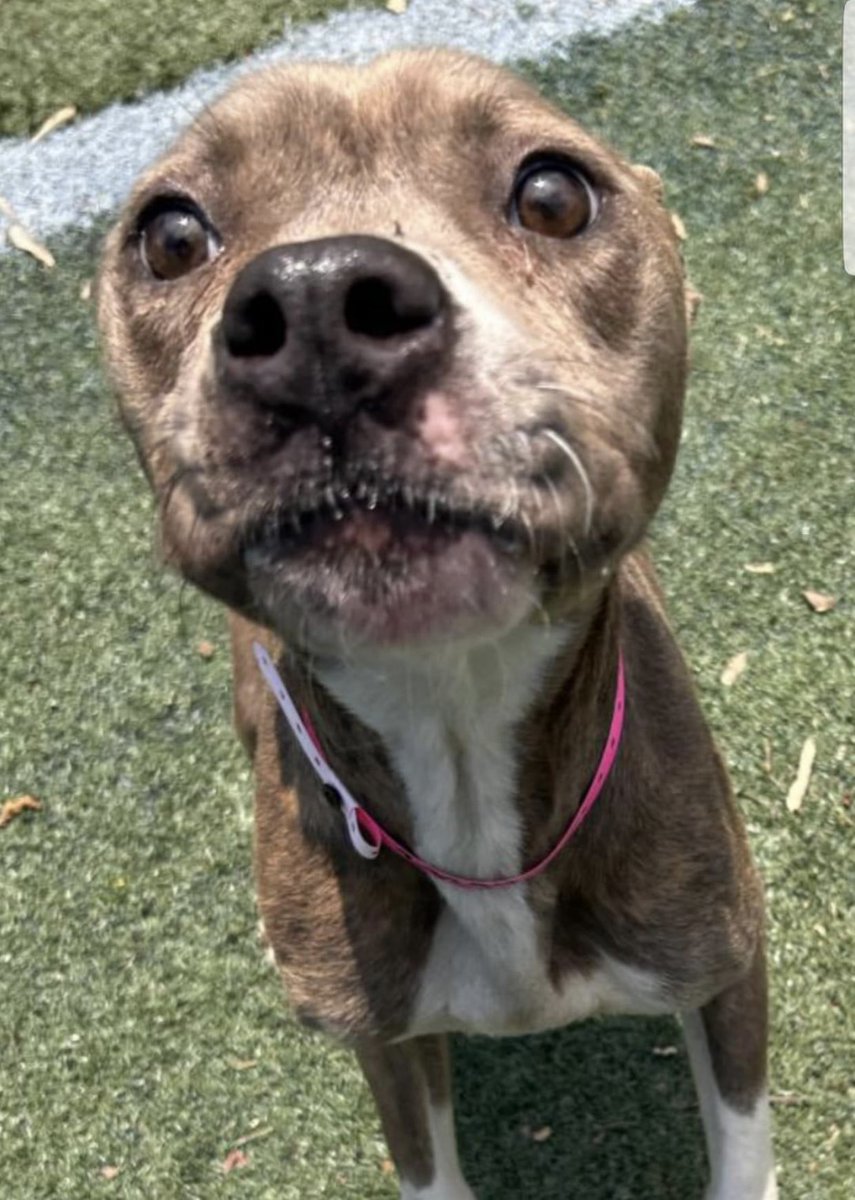 reddogsusie's tweet photo. #TN #MEMPHIS
🆘FINAL PLEA🆘Clarissa 2yr 6mo HW+ IN OVERALL POOR CONDITION Clearly lacking any sort of care-she’s thin-her skin looks poor-has she ever been loved?💔Dainty in playgroup-loves ppl
💥MUST EXIT 5/18-DIES 5/19💥
#ADOPT #RESCUE #FOSTER #MASA23294
https://t.co/RcnSUFonOE https://t.co/zc6BPJkTHc