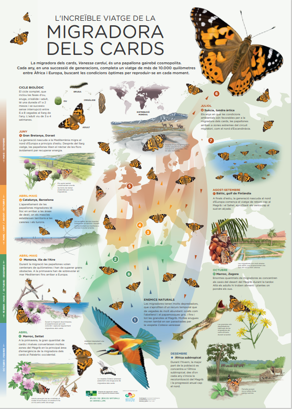 CREAF_ecologia's tweet photo. Esteu pensant en les #vacances d'estiu? Doncs per viatge el que fa la #papallona migradora dels cards 🦋😍✨ Estem enamorades d'aquesta infografia de @MartiFranch @mcngranollers @ZooBarcelona que el representa 💘 https://t.co/35bpDtLsvC