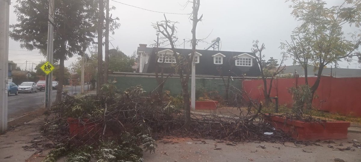 mariomorenocl's tweet photo. Ahora en San Pedro con Vicuña Mackenna, La Florida. una nueva mutilasión de árboles, siguen los atentados contra la naturaleza y en plena crisis climática. ¿Quién les enseñó a podar a estas bestias? https://t.co/TR4mv0wzyf