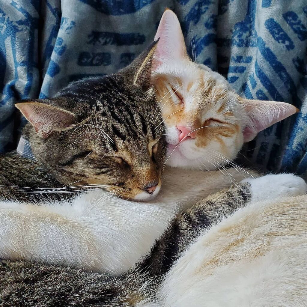 KitNipBox's tweet photo. Huggies and snuggies make the world go 'round. 🥰 #SnugLife #KitNipBox 

[via Instagram | @dharmacatnitiative] https://t.co/IGeIJvF7l6 https://t.co/pgukmeKPX8