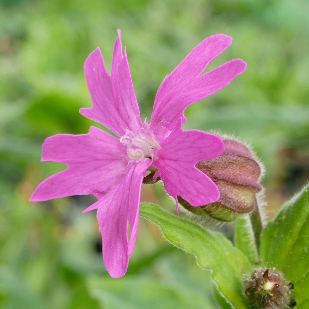 HiKathrynShaw's tweet photo. Red Campion - Silene dioica - Coireán Coilleach⁠
⁠
Family: Caryophyllaceae⁠
Time of year: April⁠
Location: Downpatrick⁠
⁠
#NativeIrishWildflower #Wildflowers #WildflowersofInstagram #RedCampion #Silenediocia #Photography #NaturePhotography #Ireland⁠ https://t.co/VyKyu1XEAb
