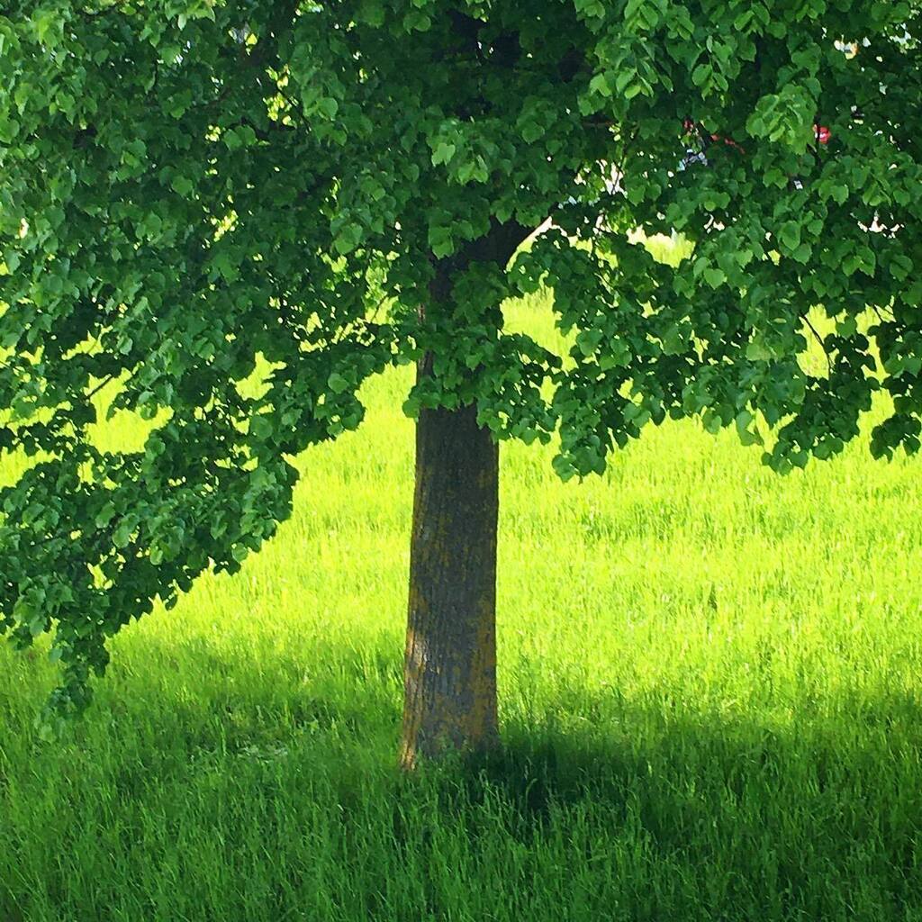 LPCNC's tweet photo. FINALLY THE SPRING ARRIVED! ❣️📍

#spring #nature #green #threes #munich #germany #bayern #traveller #martvisualdesign https://t.co/f3r5B34nsW