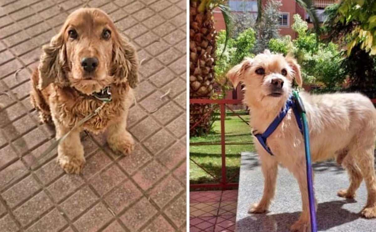 #CÁCERES
El papá de estos dos abuelitos es tan o más viejito que ellos y ya no puede seguir cuidándolos... Lamentablemente tienen que decirse "adiós".

•#BETTY es la Cocker y tiene 8 años. Cariñosa, buenísima y sociable ¡un amor!. 
•El clarito es macho, un abuelito precioso de