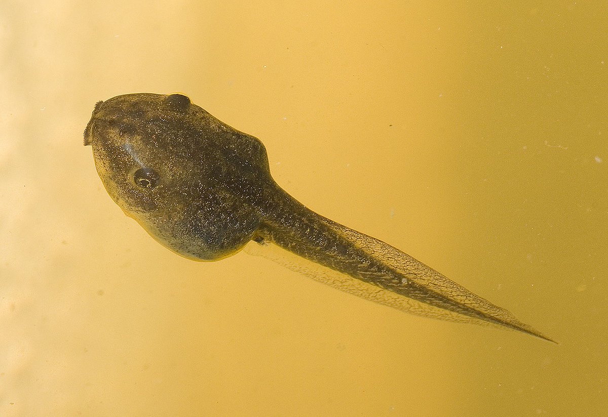 Bob Wong (@bbmwong.bsky.social) (@bbm_wong) on Twitter photo Bigger & bolder: impacts of a widespread agricultural pollutant on morphology and behaviour of tadpoles in the southern brown treefrog. Latest paper from <a href="/MonashBiol/">School of Biological Sciences, Monash</a> PhD student <a href="/JackTOrford/">Jack Orford</a> with <a href="/HungTan_/">Hung Tan</a> <a href="/r_tingley/">Reid Tingley</a> <a href="/lesley/">Lesley</a> <a href="/Martin_J_M_34/">Jake M Martin</a>
authors.elsevier.com/c/1h5bR,3oDQuO…
#BobWongLab Bigger & bolder: impacts of a widespread agricultural pollutant on morphology and behaviour of tadpoles in the southern brown treefrog. Latest paper from <a href="/MonashBiol/">School of Biological Sciences, Monash</a> PhD student <a href="/JackTOrford/">Jack Orford</a> with <a href="/HungTan_/">Hung Tan</a> <a href="/r_tingley/">Reid Tingley</a> <a href="/lesley/">Lesley</a> <a href="/Martin_J_M_34/">Jake M Martin</a>
authors.elsevier.com/c/1h5bR,3oDQuO…
#BobWongLab