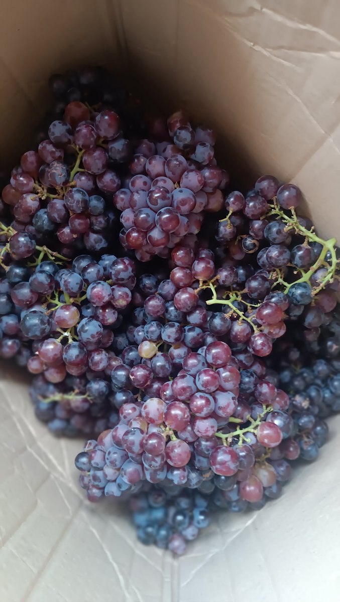 Mfon__Udoh's tweet photo. Again, locally grown grapes.

How is it not grown on a larger scale?

Ironically, this also grow in Jos but more on a house-use quantity.

Why are the farmers not specialising in growing grapes for commercial quantity that it has to be brought in from neighbouring state? https://t.co/cyDP0XFoe6